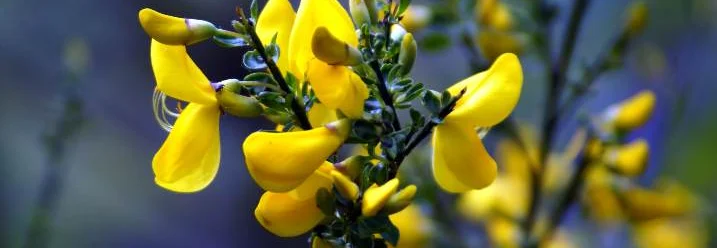 Gelbe Blüten am Zweig